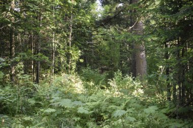 Kozalaklı orman, ormanda bir yaz günü.