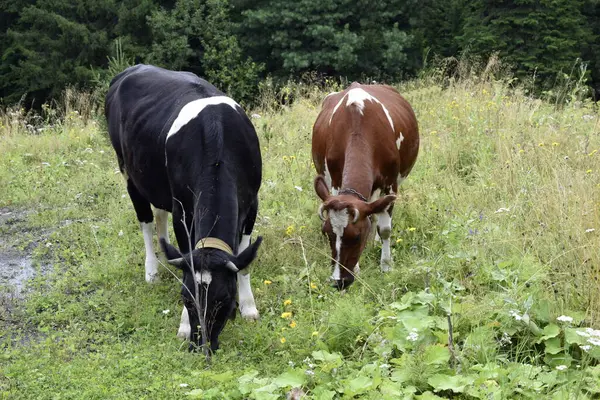 草原上的奶牛Graze — 图库照片