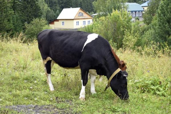 Krowy Pasą Się Łące — Zdjęcie stockowe