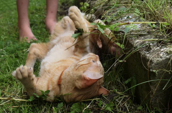 赤い毛の子猫が草の中で遊んでいます — ストック写真