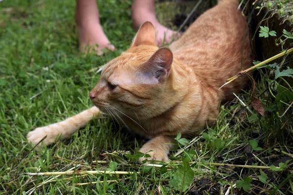 Gatito Pelirrojo Está Jugando Hierba — Foto de Stock