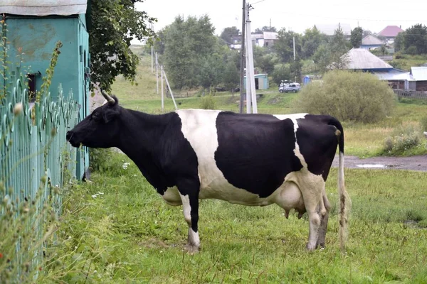 Vache Est Venue Pâturage — Photo