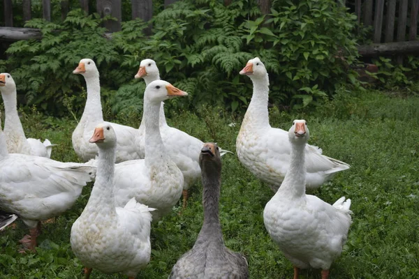 Gänse Auf Dem Land — Stockfoto