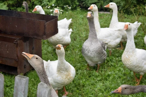 Gänse Auf Dem Land — Stockfoto