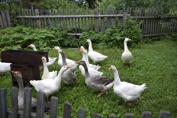 Gänse Auf Dem Land — Stockfoto