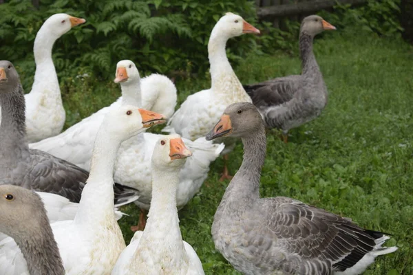 Geese Countryside — Stock Photo, Image