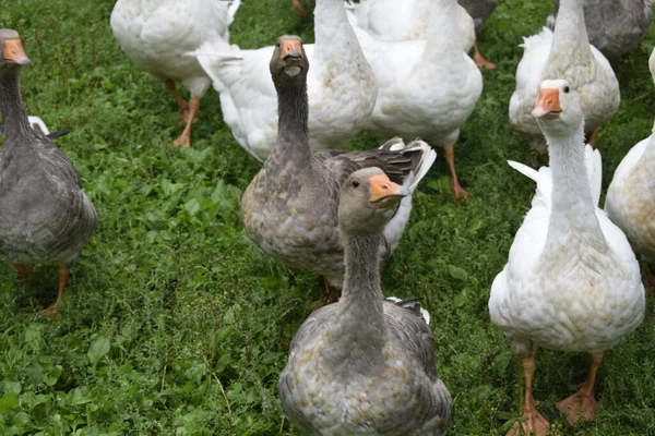 Gansos Campo — Fotografia de Stock