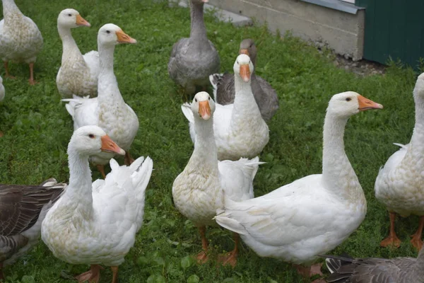 Gansos Campo — Fotografia de Stock