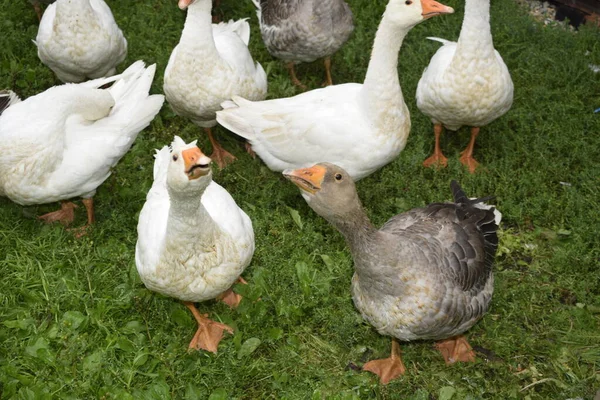 Gansos Campo — Fotografia de Stock