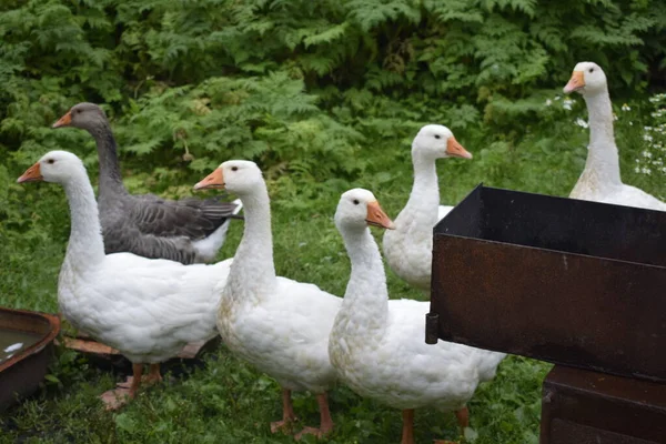 Gänse Auf Dem Land — Stockfoto