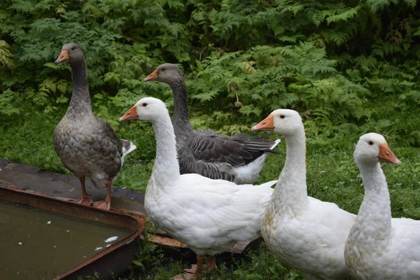 Gänse Auf Dem Land — Stockfoto