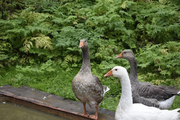 Gänse Auf Dem Land — Stockfoto