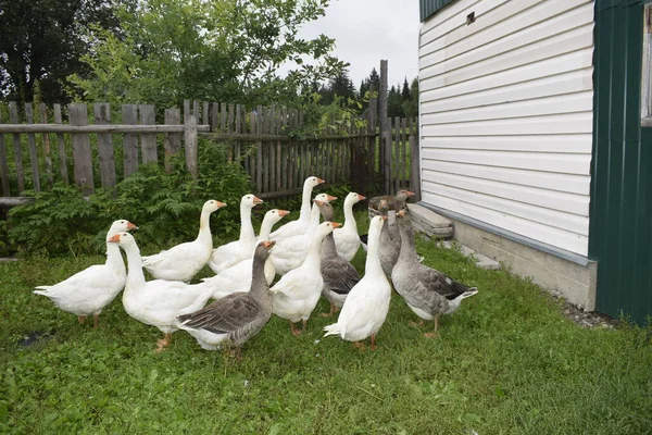 Eine Gänseschar Auf Dem Land — Stockfoto