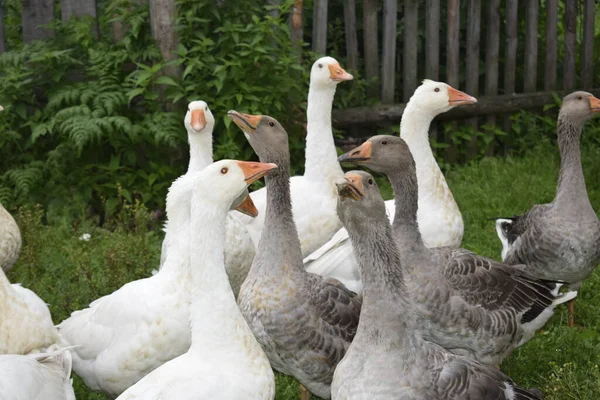 Eine Gänseschar Auf Dem Land — Stockfoto