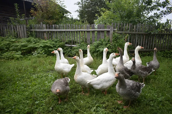 Eine Gänseschar Auf Dem Land — Stockfoto