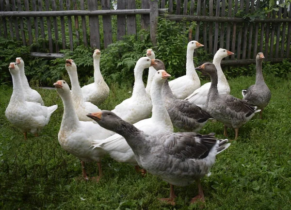 Bando Gansos Campo — Fotografia de Stock