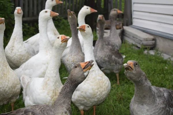 Eine Gänseschar Auf Dem Land — Stockfoto