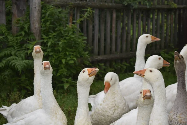 Eine Gänseschar Auf Dem Land — Stockfoto