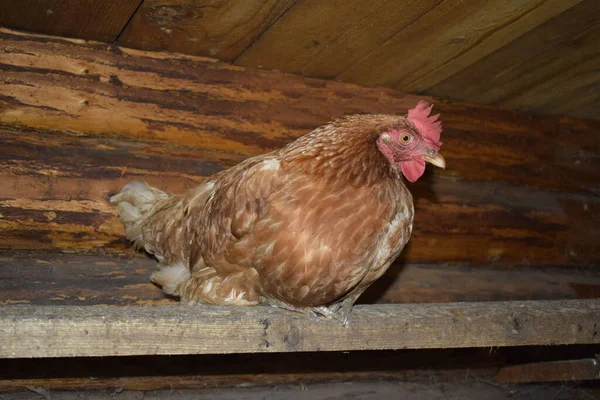 Kurczak Kurniku — Zdjęcie stockowe