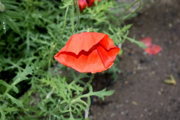 Roter Mohn Garten — Stockfoto