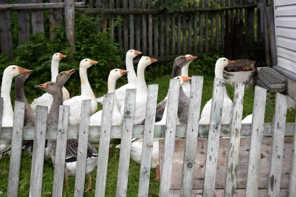 Ein Schwarm Gänse Auf Einem Bauernhof — Stockfoto