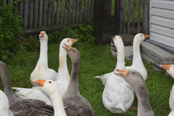 Flock Geese Farm — Stock Photo, Image