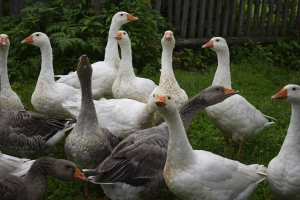 Ein Schwarm Gänse Auf Einem Bauernhof — Stockfoto