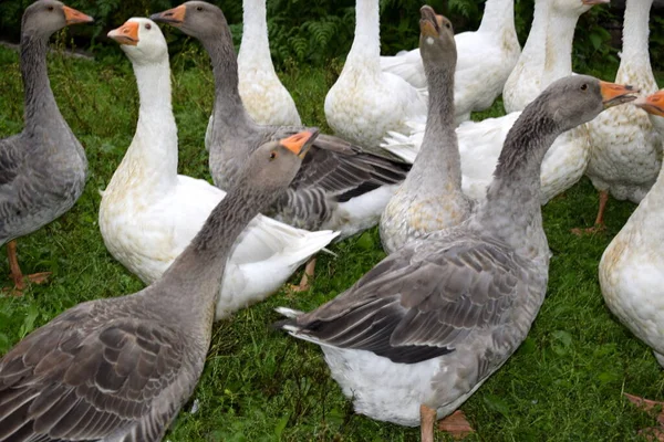 Eine Gänseschar Auf Dem Land — Stockfoto