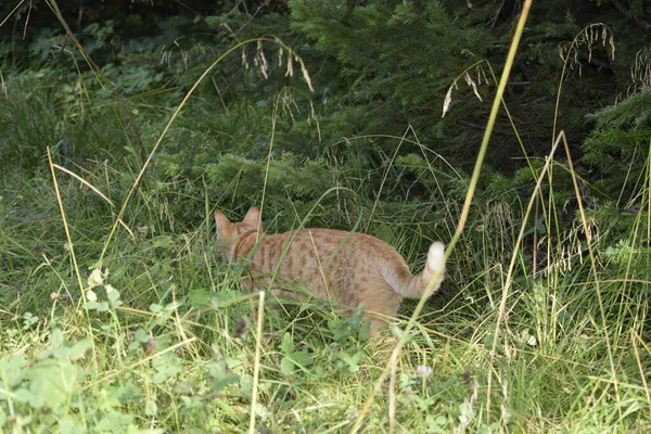 Bir kedi çimenlerde avlanır.