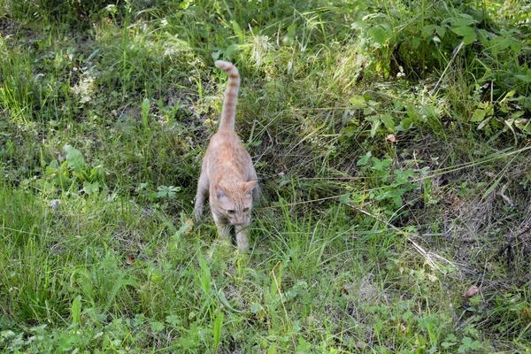 Katt Promenader Naturen — Stockfoto