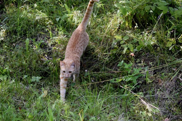 Gato Camina Naturaleza — Foto de Stock