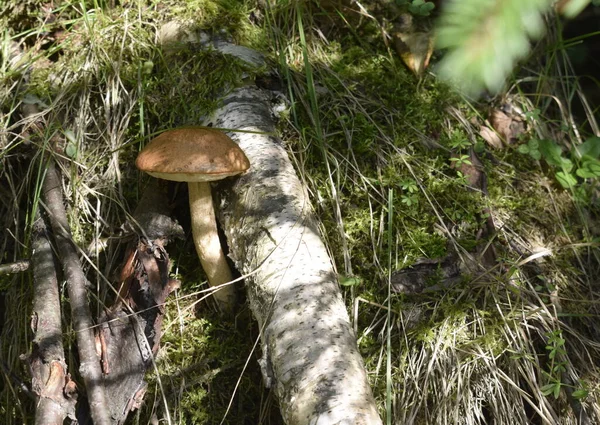 버섯은 숲에서 자라고 — 스톡 사진