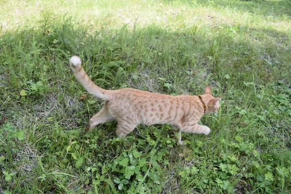 Katt Promenader Naturen — Stockfoto