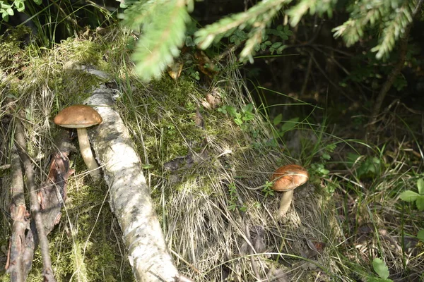 Cogumelo Grama Outono Floresta — Fotografia de Stock