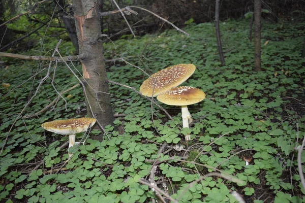 草丛中的蘑菇 森林中的秋天 — 图库照片