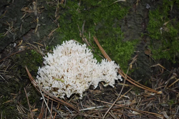 Cogumelo Grama Floresta Outono — Fotografia de Stock