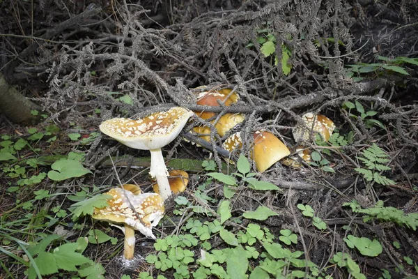 秋天森林里的草丛中的蘑菇 — 图库照片