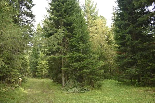 Hutan Konifer Hari Musim Panas Hutan — Stok Foto