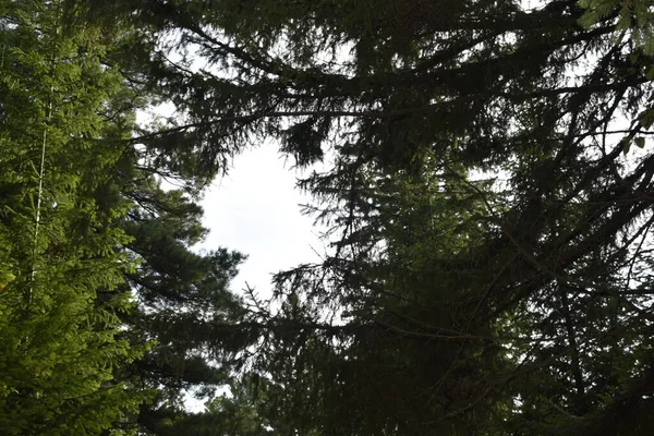 Forêt Conifères Une Journée Été Dans Forêt — Photo