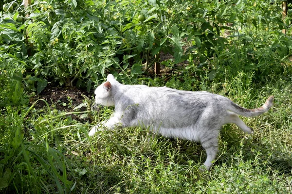 Katt Promenad Naturen — Stockfoto