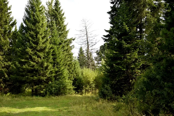 Coniferous Forest Summer Day Forest — Stock Photo, Image