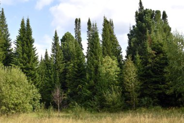 Kozalaklı orman, ormanda bir yaz günü.