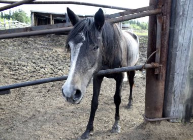 Temiz havadaki çayırdaki atlar.
