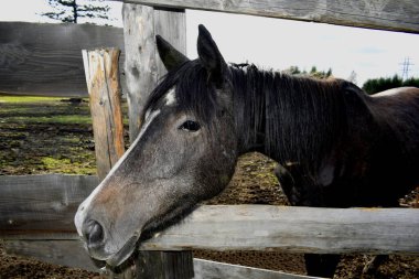Temiz havadaki çayırdaki atlar.