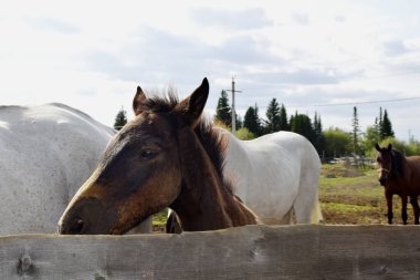 Temiz havadaki çayırdaki atlar.