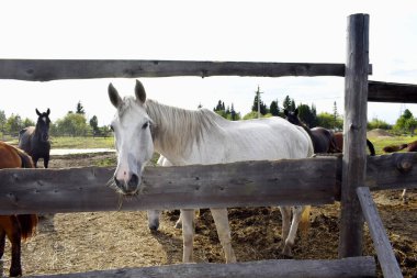 Temiz havadaki çayırdaki atlar.