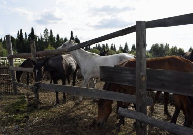 Temiz havadaki çayırdaki atlar.