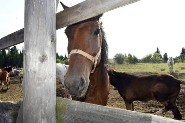 Temiz havadaki çayırdaki atlar.