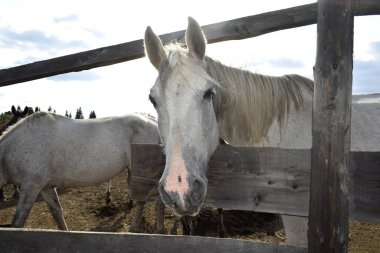 Temiz havadaki çayırdaki atlar.