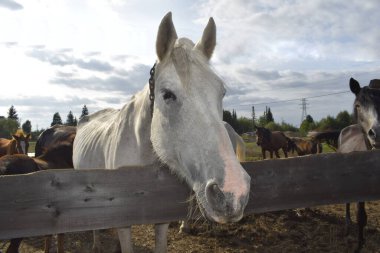 Temiz havadaki çayırdaki atlar.